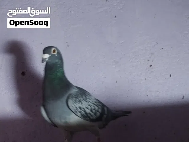 حمامات زواجل الفحل مال سباق بي حجله ونثيه امهاتهه سعوديه محجله بسم راعيهه كافه تريد تبيض