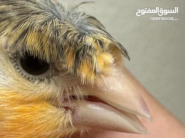 كنارات - العين ...