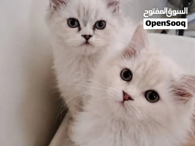 قطط شيرازيه
