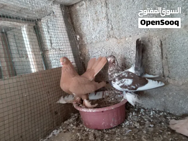 انتايه صفرة كاف كاسكو تبارك الرحمان والذكر روسى بفروخهم