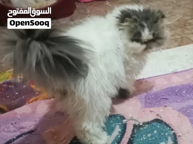 قط برشن اكزوتك لونج هير كاريير