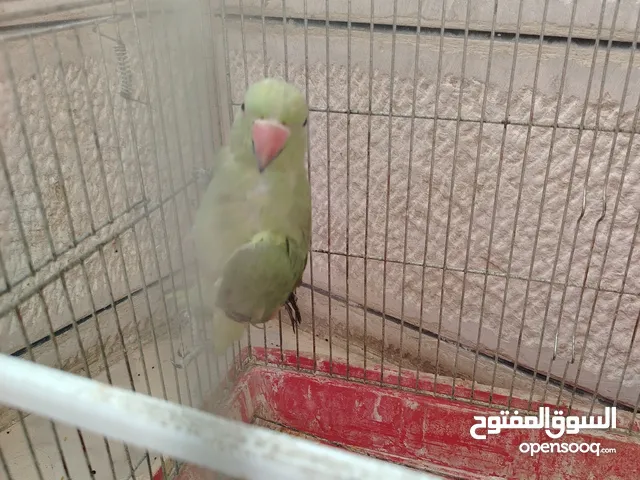 دره بسعر مغري مع قفص