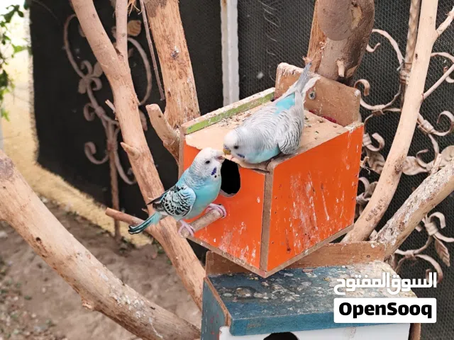 محمية طيور حب وجاوه وفناجس