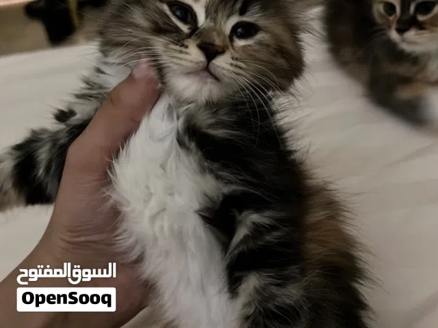 قطط شنشيلا مجاناً .