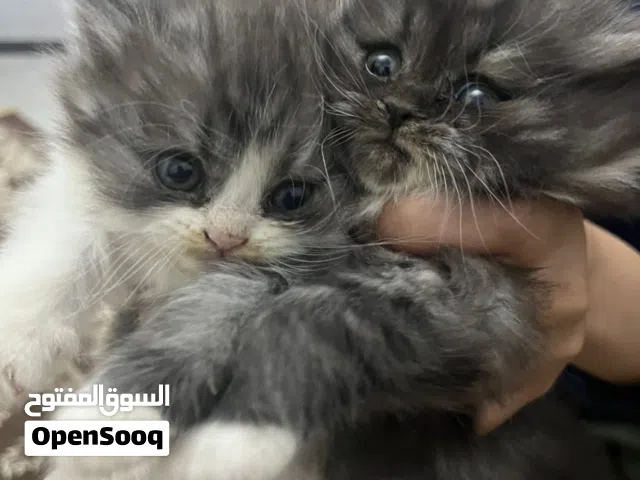 قطط للبيع شيرازي مون فيس