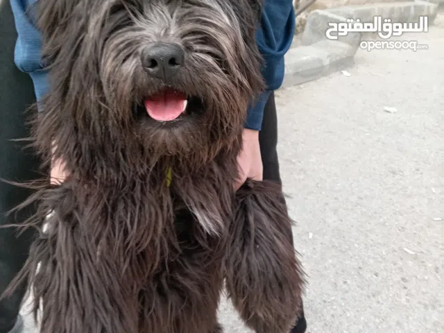 كلب للبيع 175 والسعر قابل للتفاوض