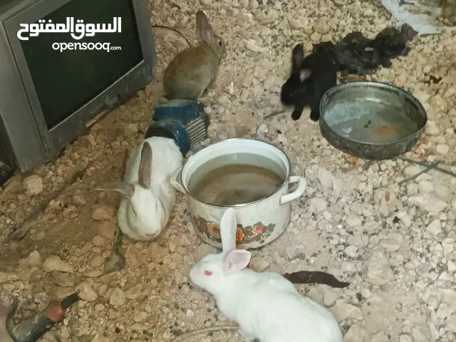 ارانب للبيع زغار وكبار كل ارنب الو سعرو