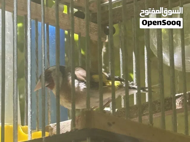 حسون مع قفصه خشب
