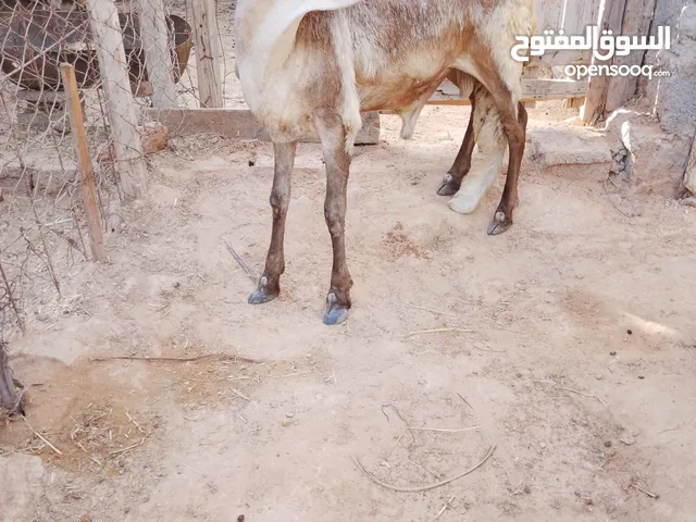 حولي سوداني