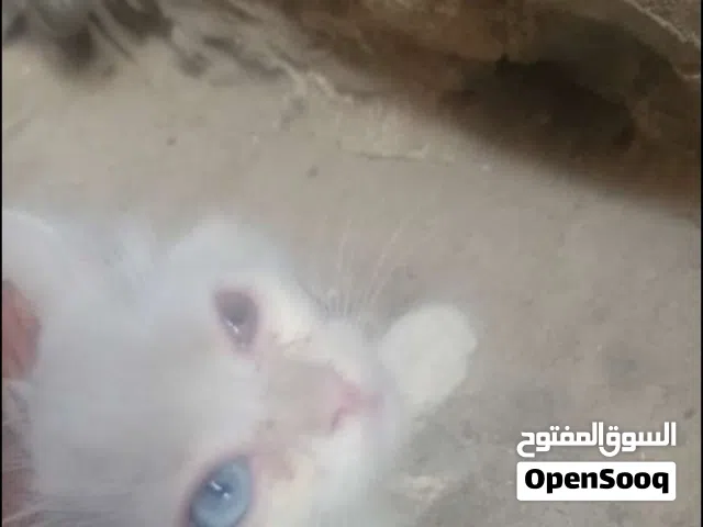 قطه هجين شيرازي