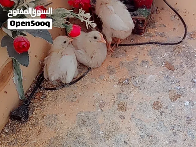 كتاكيت الله يبارك نشطات للبيع ساوم