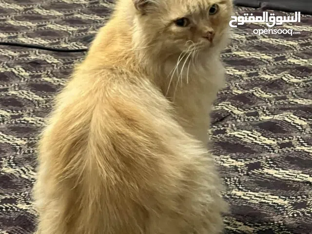 قط ذكر شيرازي