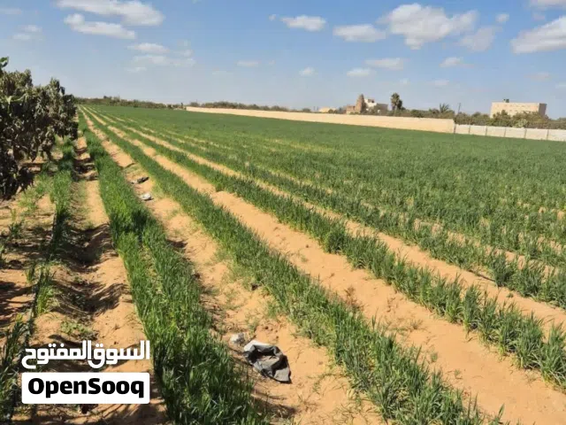 لتنزيل الاسعار مزرعة 10 فدان للبيع بتقسيط وبدون فوائد سعر الفدان 120موقع