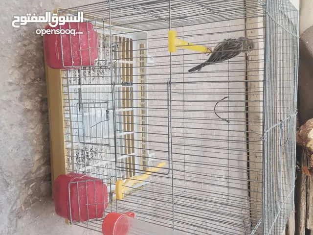 3طيور كناري