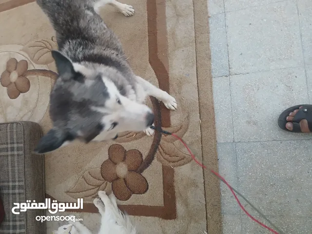 كلبه هاسكي سيبيري اليفه جدا