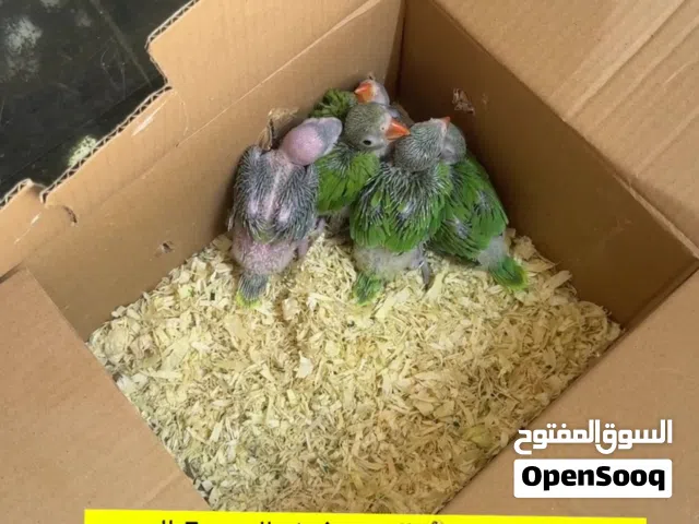 ببغاء دره هندي العمر فرخ