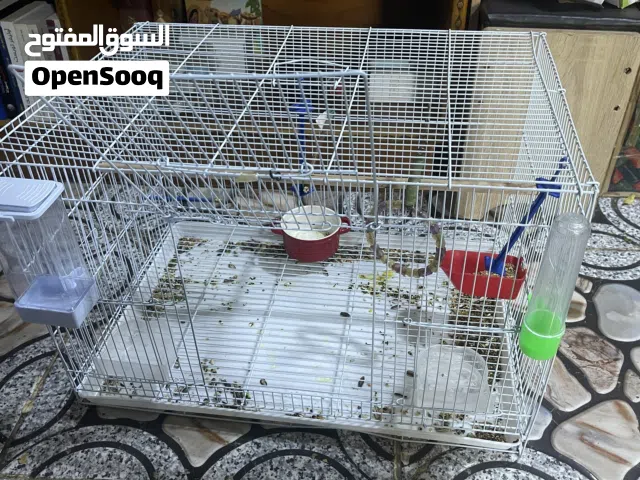 قفص كوكتيل طيور حب غندور اي نوع ببغاء جديد