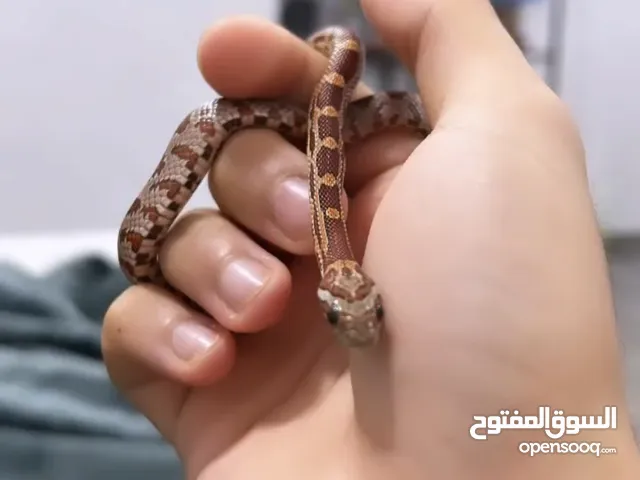 Baby corn snake friendly with cage and food/ ثعبان كورن سنيك