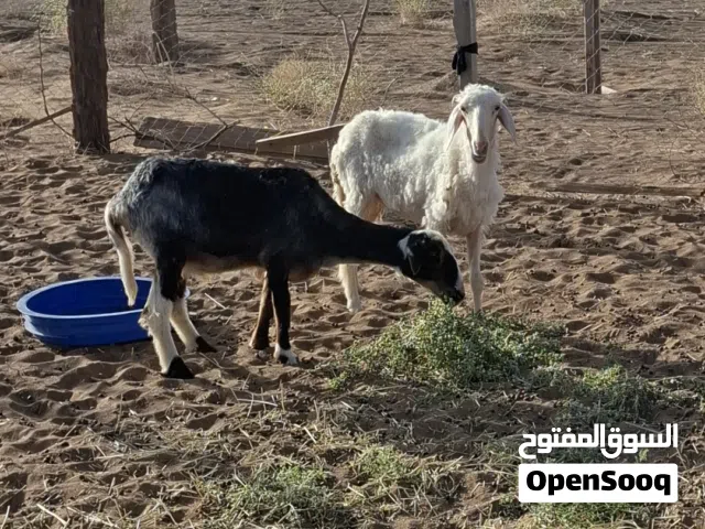 اغنام للبيع