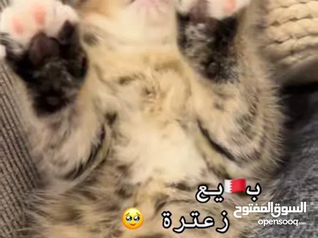 برتش انغورا