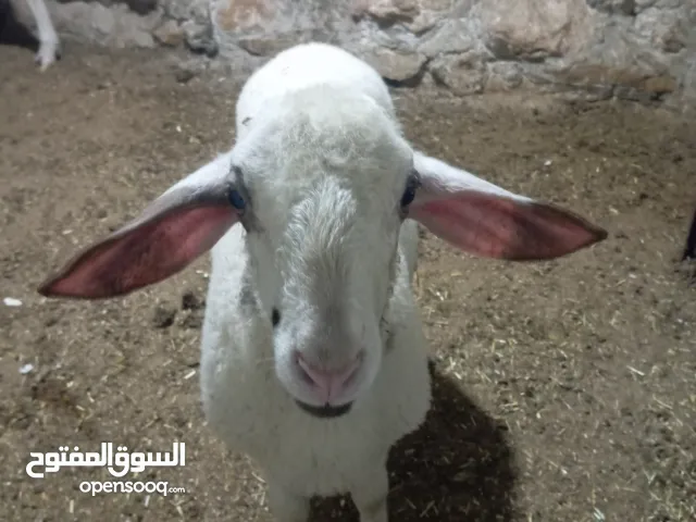 حملة عمر شهرين ونصف عساف