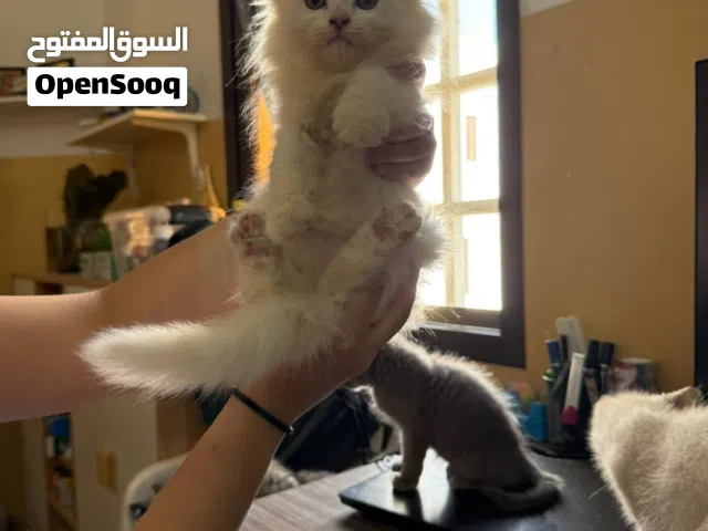 British shorthair cat x Persian big bones