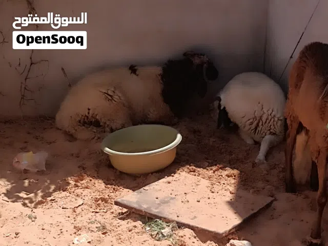 ثلاثه خرفان للبيع