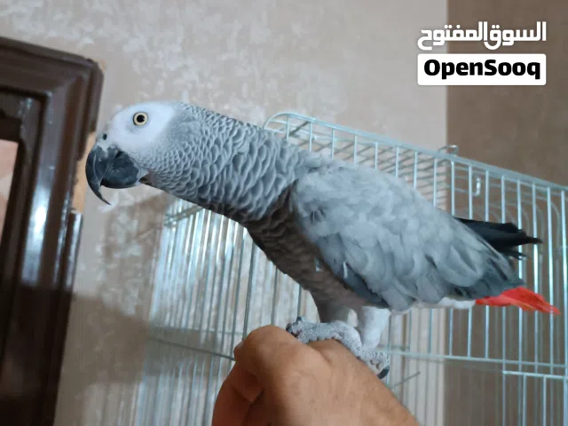 كاسكو متكلم اليف جدا