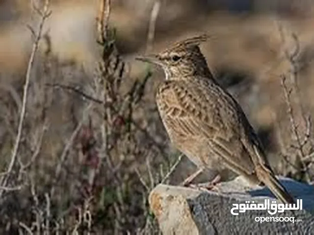 للبيع طيور القوبع انتاج الكويت حق محميات شرط الصحه و النضافه و التغريد