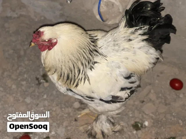 4دجاجات و2فروج