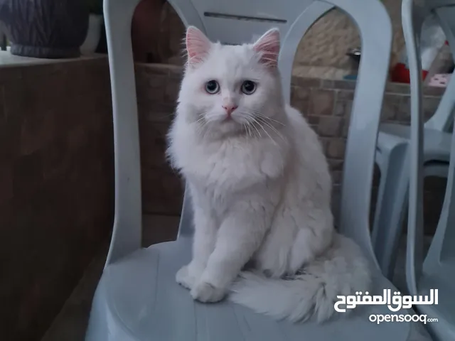 قطة شيرازي بيور