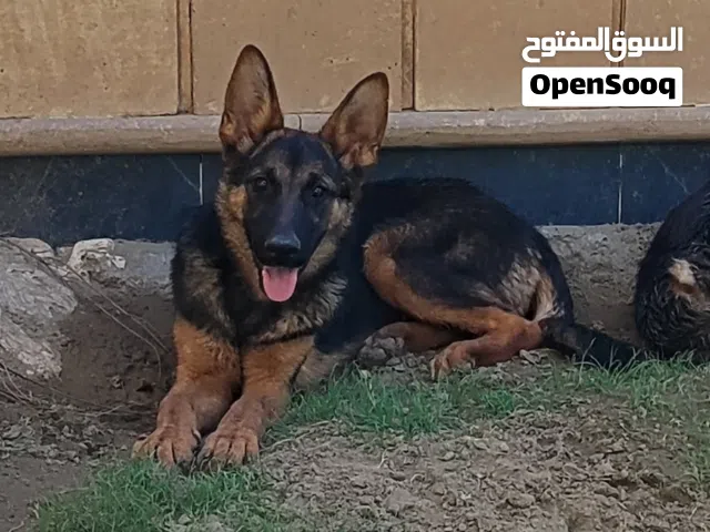 جيرمن شيبرد
