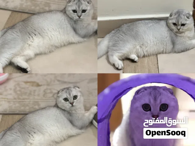 سكوتش دبل فولد ns11 انثى