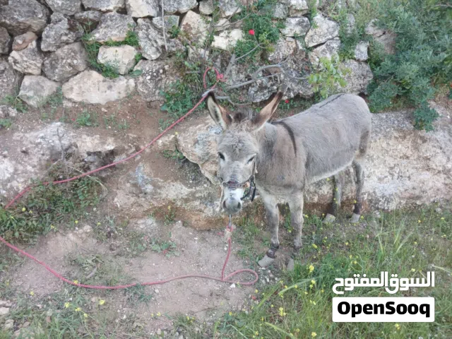 حمارة حراثه للبيع بسعر حرق