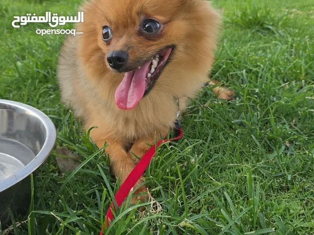كلب بسبب انتقال للشقة ،،،،،