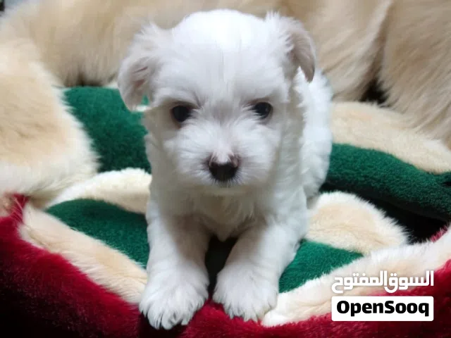 احلي واشيك بنوته هافانيز Havanese ميني 47 يوم