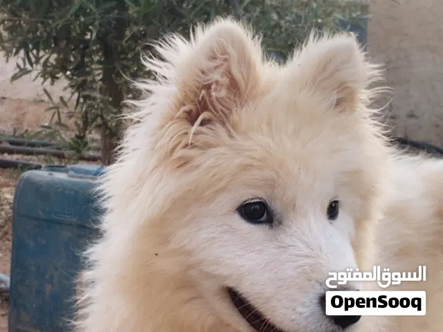 للبيع كلب سامويد بسعر مغري جدا