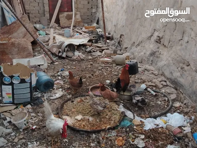 دجاج عرب ونضيف حلو
