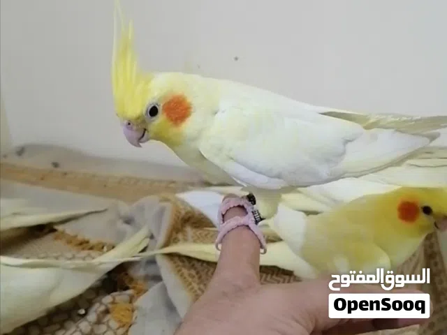 كوكتيلات أليفات للبيع اقره الوصف