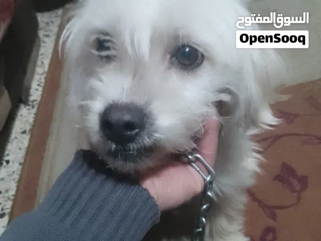 كلب فرنسي اليف ولطيف جدا لعوب  العمر سنه