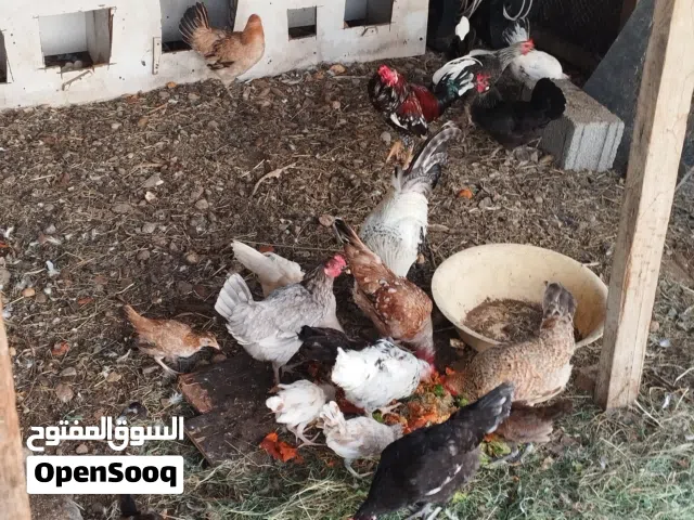 دجاج عماني منتج