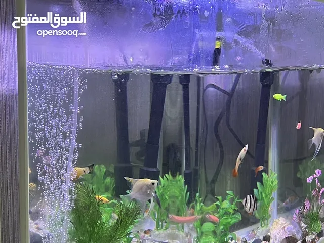 Fish Aquarium