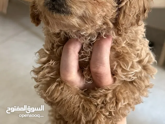 للبيع كلب بودل هاديه جدا ومناسبه مع الاطفال