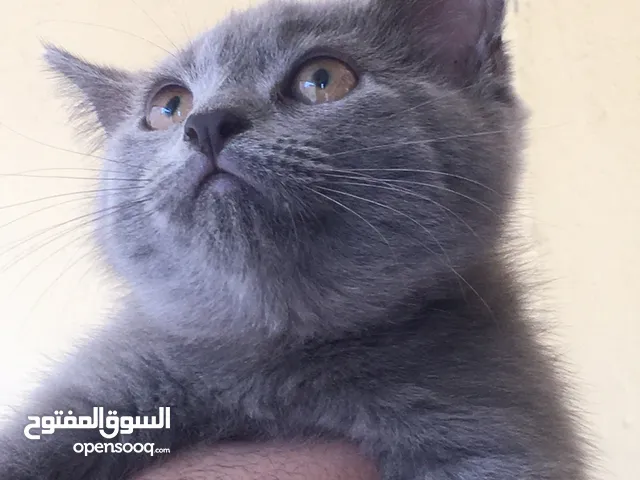 Scottish fold and Scottish streat