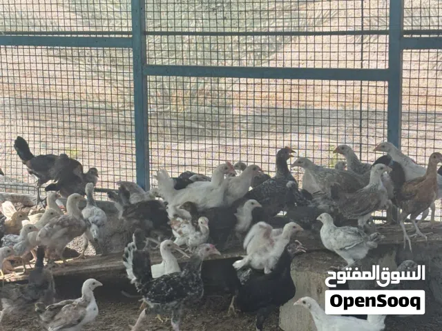 البيع دجاج تهجين عماني فرنسي
