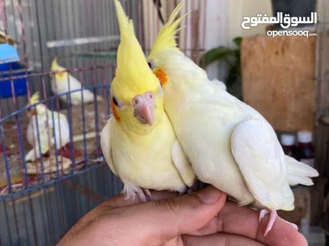 زغلول كوكتيل البينوا عين حمرا حته تقيله و زغلول كوكتيل لاتيني بريل مدرب