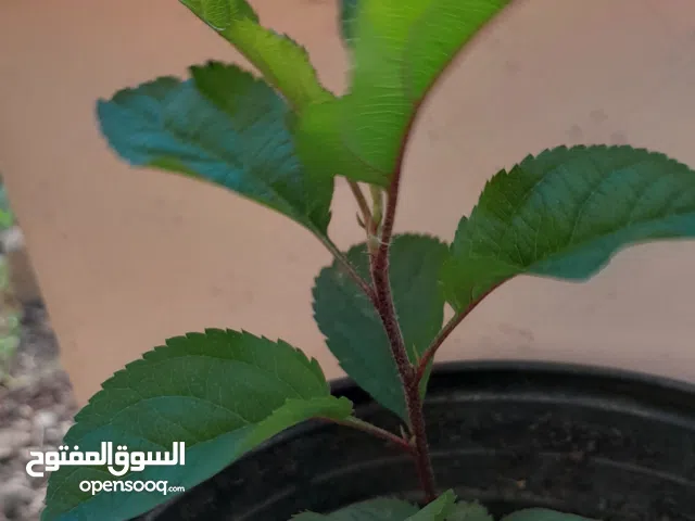 شتلة تفاح احمر