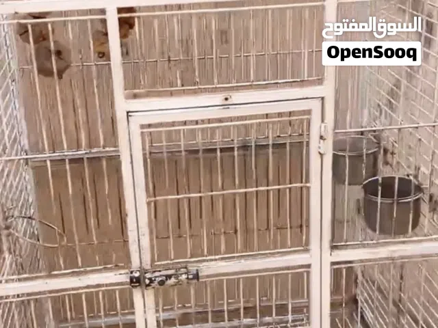 قفص ربي يبارك اقراء لوصف