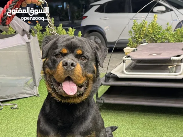 Rottweiler الماني
