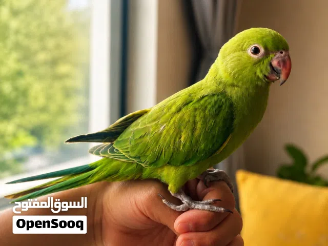 للبيع ببغاء الدرة (متو)